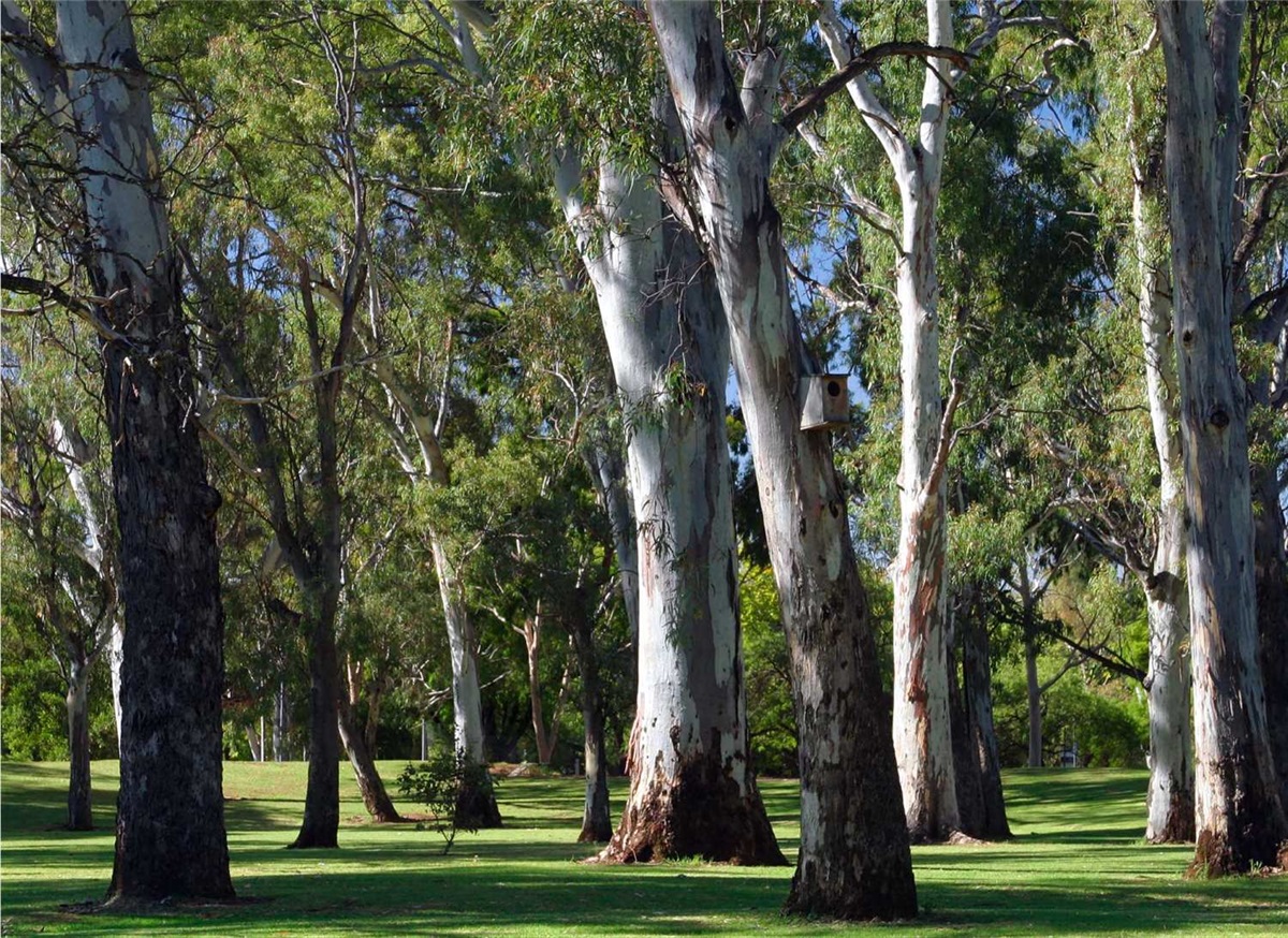 native-vegetation-city-of-ryde