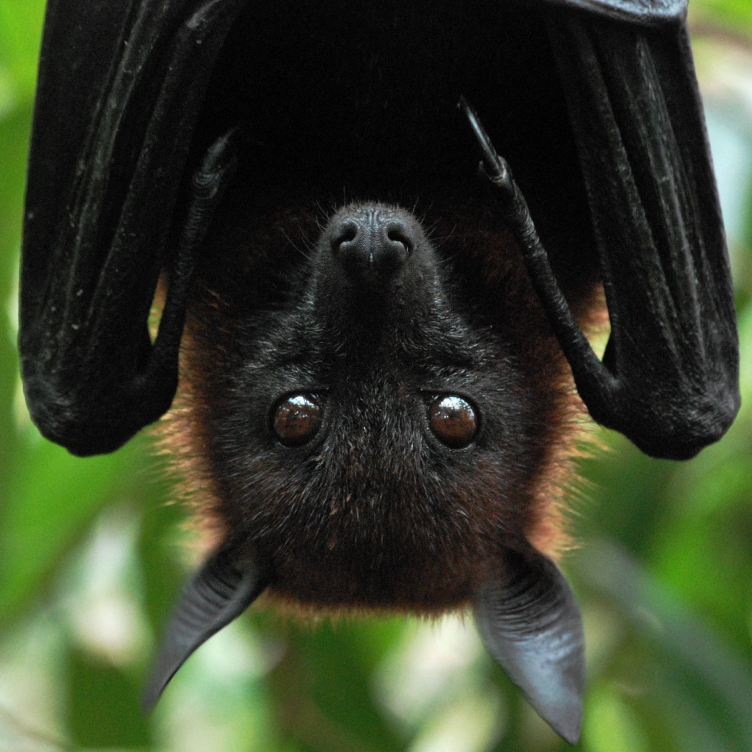 Flying Foxes | City of Ryde