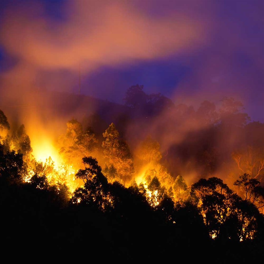 Bushfire risks | City of Ryde