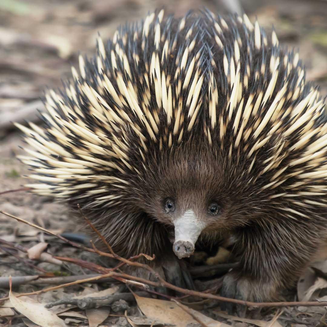 Protection of wildlife at Field of Mars Reserve City of Ryde