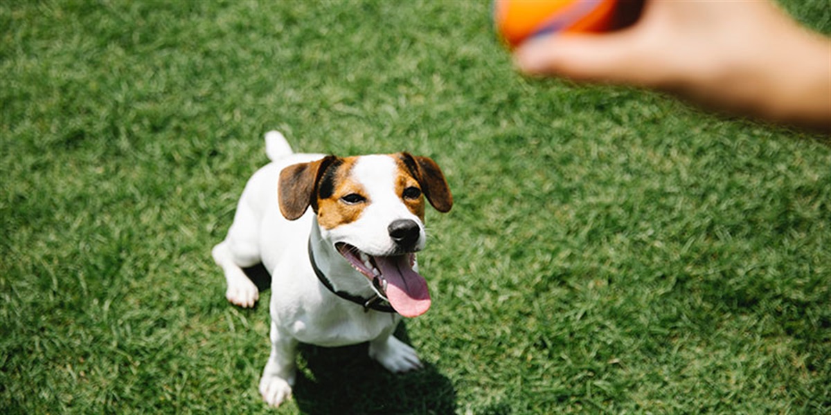 dog-off-leash-trials-2023-city-of-ryde