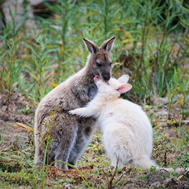 Winner of 19-24 years category. The unique wildlife of the Australian bush uplifts me and always finds wonderful ways to surprise me. Here, a wallaby embraces her albino joey. I love the expression knowing it is safe in its mothers arms. A rare and heart-warming sight indeed!