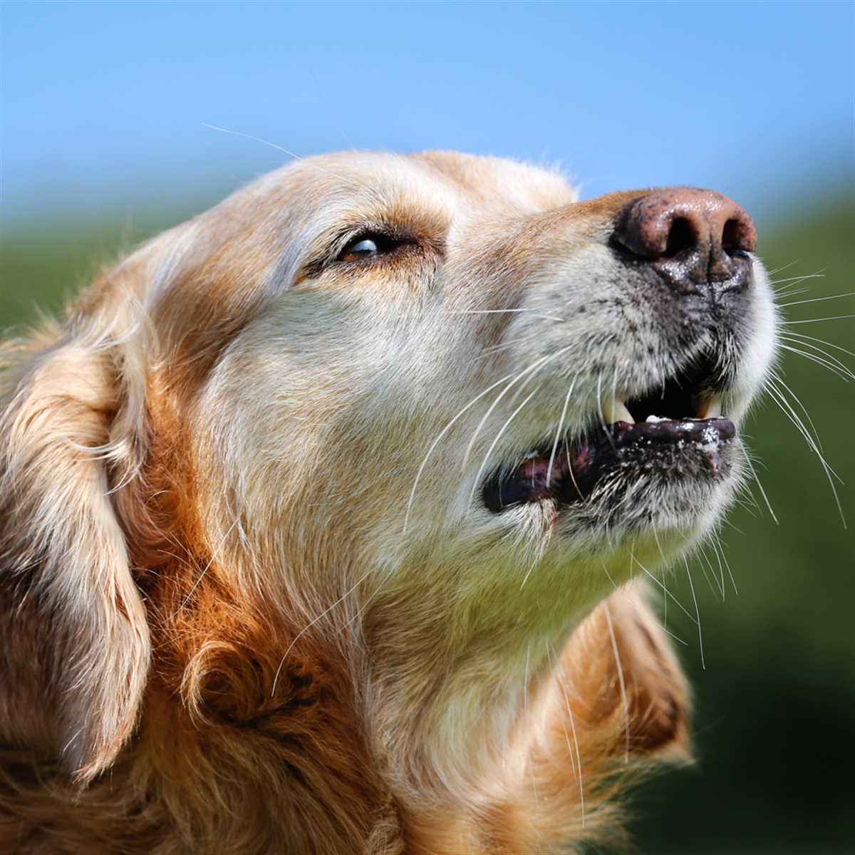 Dog enjoys hot dog during 'Bark in the Park' 