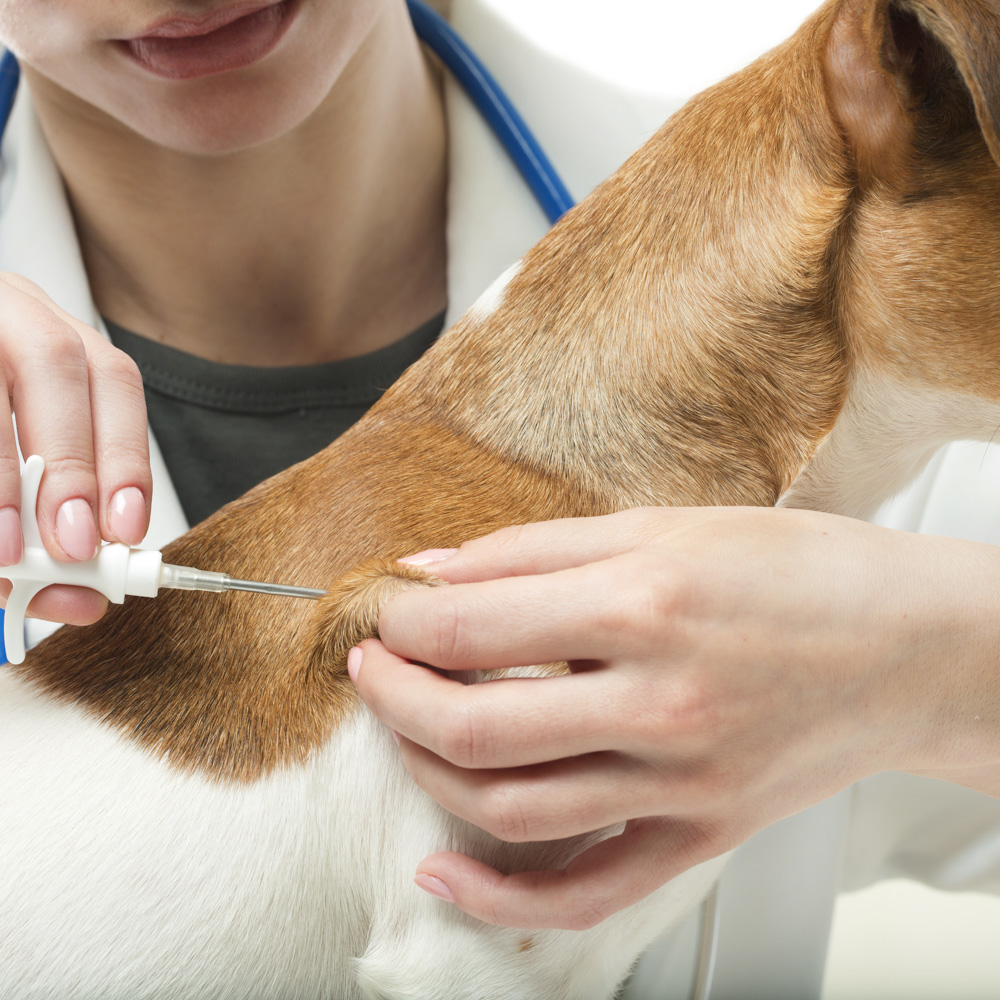 Puppy store microchip registration