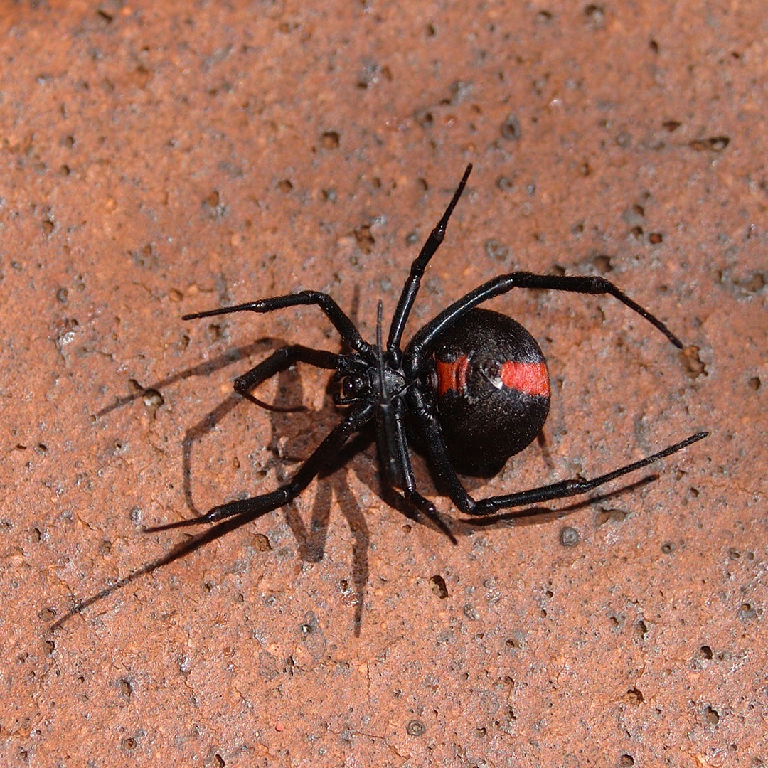 Funnel-Web Spiders: Families, Bites & Other Facts