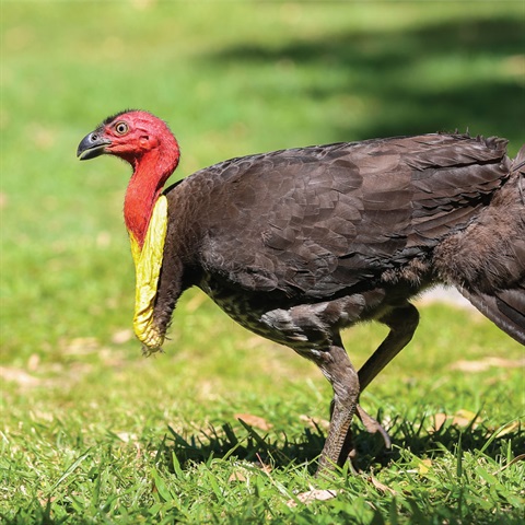 Brush Turkey