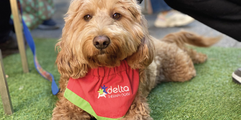 Delta best sale assistance dogs