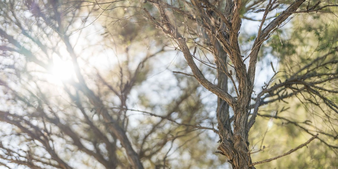 Image of trees in sunlight