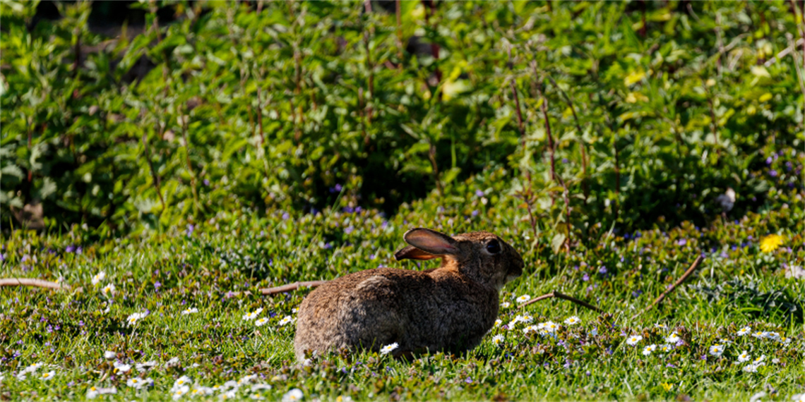 Rabbit Calicivirus release.png