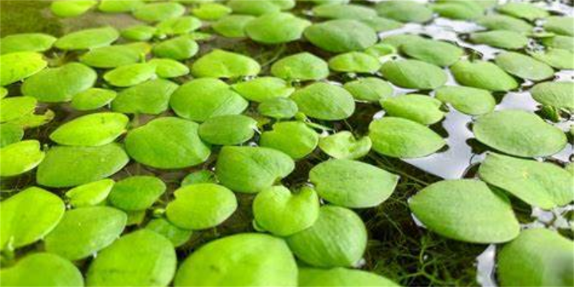 Frogbit discovered in CoR.png